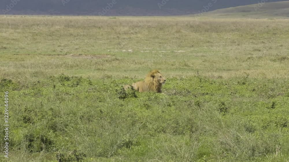 A lion resting in the grass of Tanzania's Ngorongoro Crater A lion resting in the grass of Tanzania's Ngorongoro Crater