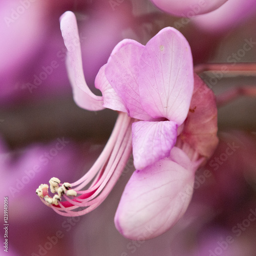 Flower of Judas Tree (Cercis Siliquastrum ) in a park of Barcelona. Close up