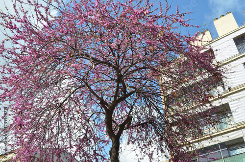 A Judas Tree (Cercis siliquastrum) flowered on a sunny day photo