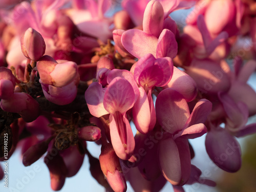 Close up of the flowers of Judas Tree (Cercis siliquastrum) photo