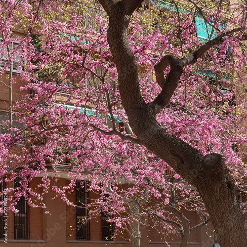 A Judas Tree (Cercis siliquastrum) flowered on a sunny day