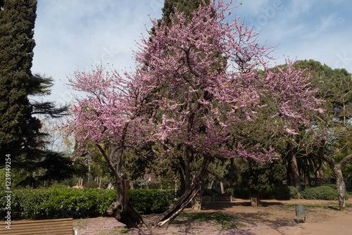 A Judas Tree (Cercis siliquastrum) flowered on a sunny day