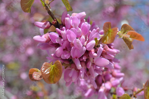 Blossoming of the branch of Judas Tree (Cercis Siliquastrum ) in a park of Barcelona. Close up