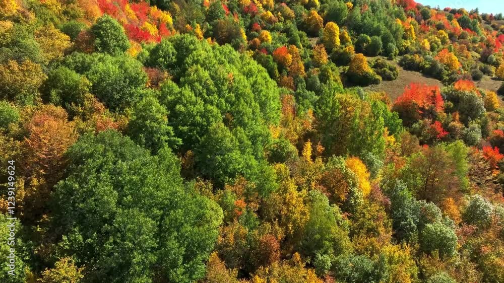 Aerial View of a Hillside Forest in Autumn Colors Aerial View of a Hillside Forest in Autumn Colors