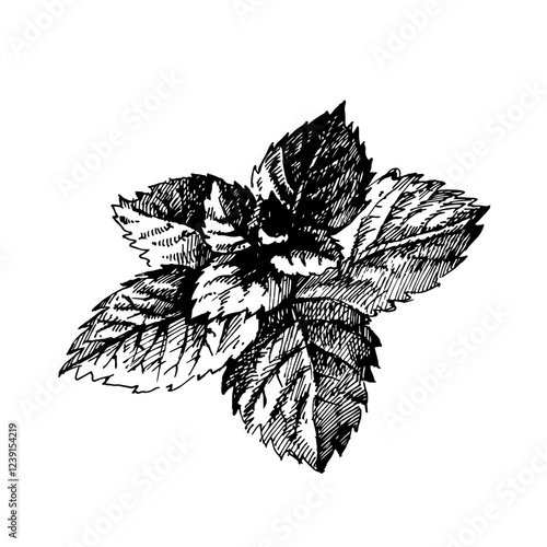 Hand drawn kitchen herb and spice illustration of mint. Isolated sketch on white background