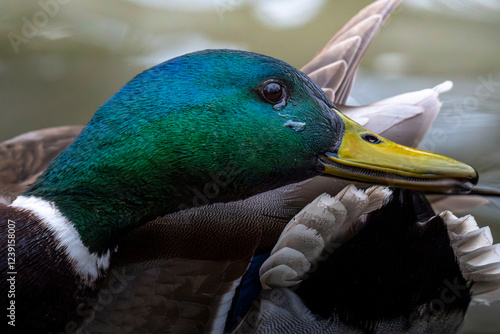 duck