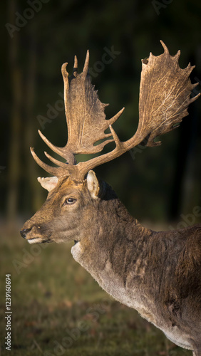 deer in the woods