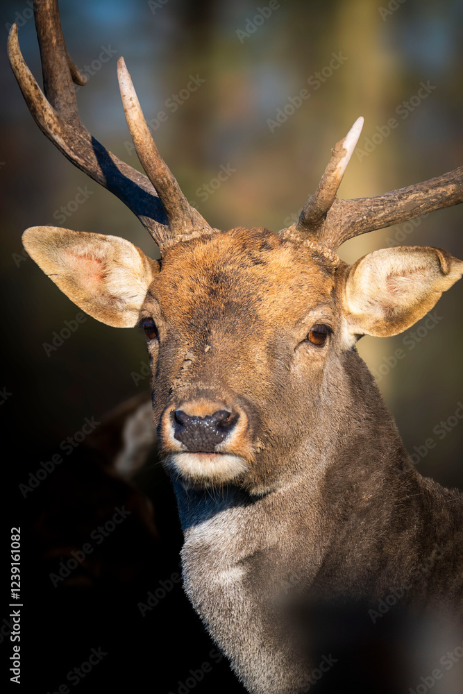 Fototapeta premium deer in the forest