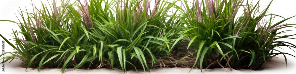 HQ Cutout of Ophiopogon Shrub - Evergreen Lilyturf Bush Plant for Arch Viz and Garden Design. Green Leaves for Greenery HQ Cutout of Ophiopogon Shrub - Evergreen Lilyturf Bush Plant for Arch Viz and Garden Design. Green Leaves for Greenery
