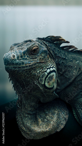 iguana in the zoo
