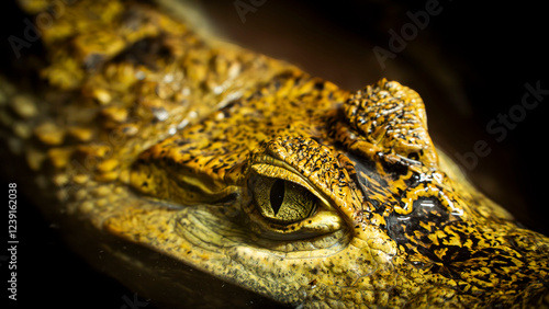head of a crocodile