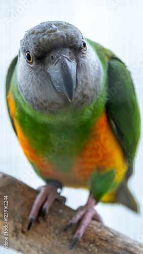 blue and yellow parrot