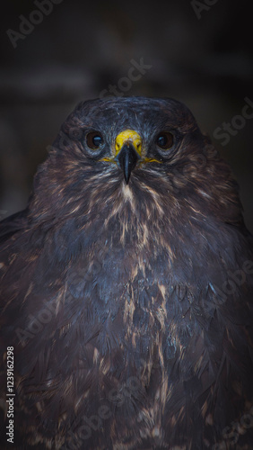 bird of prey