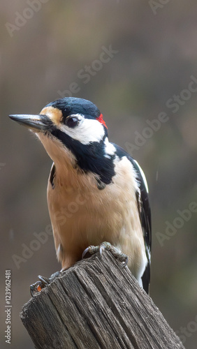 black headed woodpecker