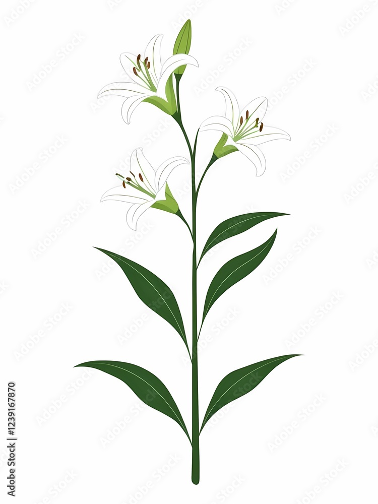 Fototapeta premium White lilies with a green stem and elongated leaves, featuring three elegant blossoms with curved petals and visible stamens.