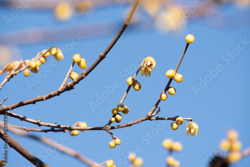 blooming yellow Calycanthus