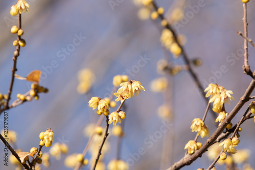 blooming yellow Calycanthus