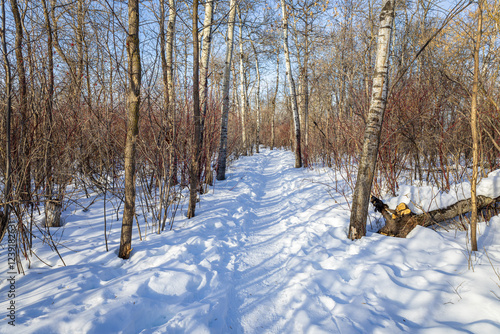 Wallpaper Mural Nature Trail at Pike Lake Provincial Park in Winter. Torontodigital.ca