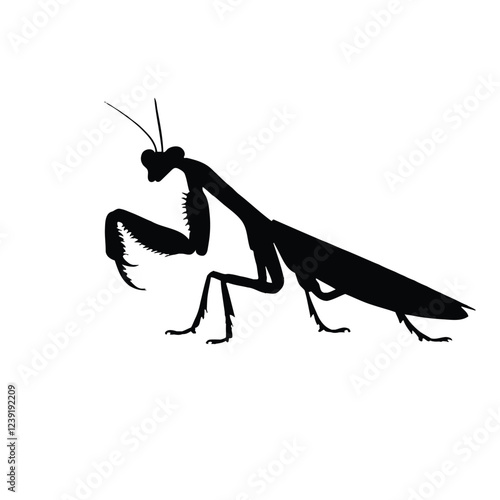 praying mantis isolated on white