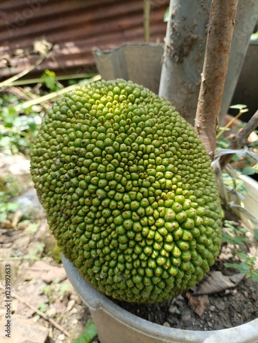 Fresh, ripe jackfruit. A delicious and nutritious ingredient for your culinary creations.