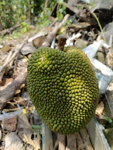 Fresh, ripe jackfruit. A delicious and nutritious ingredient for your culinary creations.