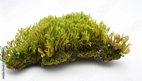 evernia prunastri also referred to as oakmoss remoted on white history with clipping course oakmoss is used extensively in current perfumery