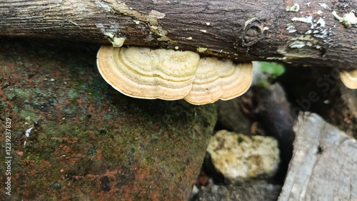 Mushrooms on tree