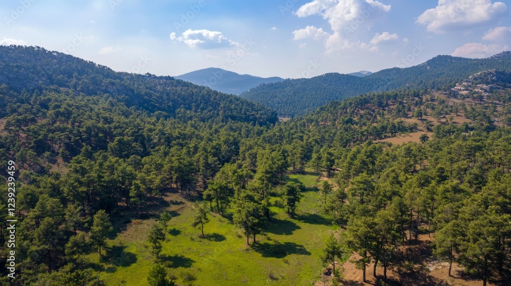 Obraz premium A serene valley of bright green grass lies nestled between towering mountains, with dense pine trees covering the landscape under a clear blue sky and gentle clouds