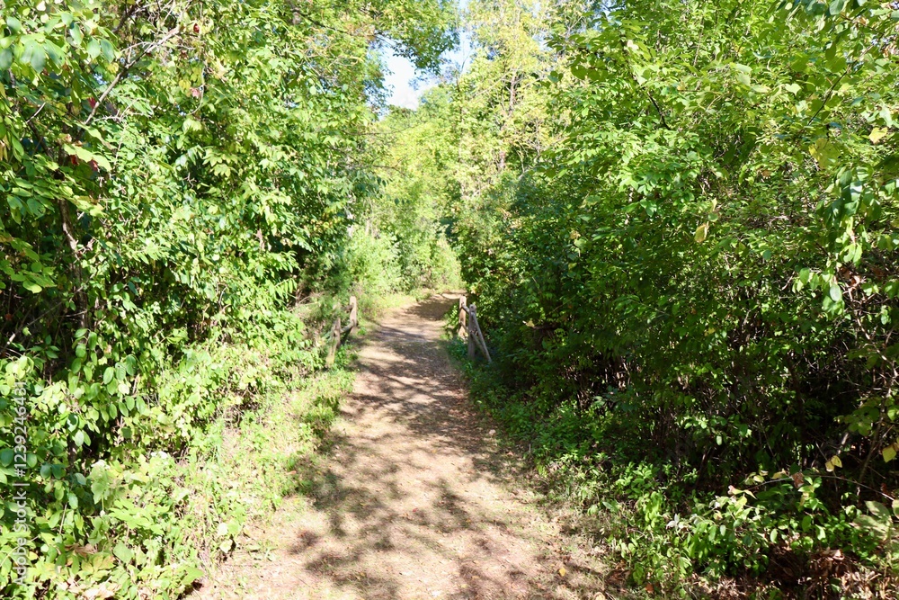 The empty hiking trail in the woods on a sunny day. The empty hiking trail in the woods on a sunny day.