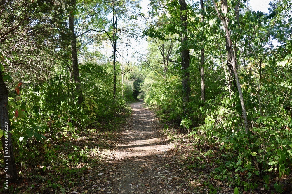 The hiking trail in the forest on a fall day. The hiking trail in the forest on a fall day.