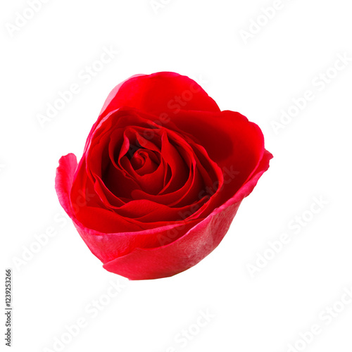 Red rose flower bud.