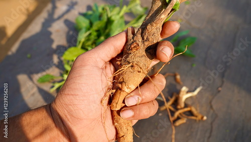 A farmer holding ashwagandha roots in his hand. Organic withania somnifera, Indian ginseng, poison gooseberry, or winter cherry plant. Close-up ayurvedic herbs harvesting at field. Herbal medicine