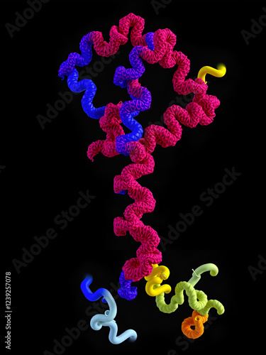 Structure of tolb in complex with a peptide of the colicin e9 t-domain. Colicin is a type of bacteriocin produced by and toxic to some strains of Escherichia coli. 3d rendering photo