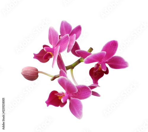 Branch with purple orchid flowers isolated on white background. Floral design element.
