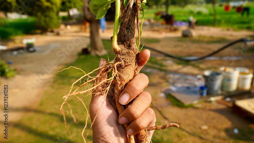 Tableau sur toile A farmer uprooting the ashwagandha roots to the ground