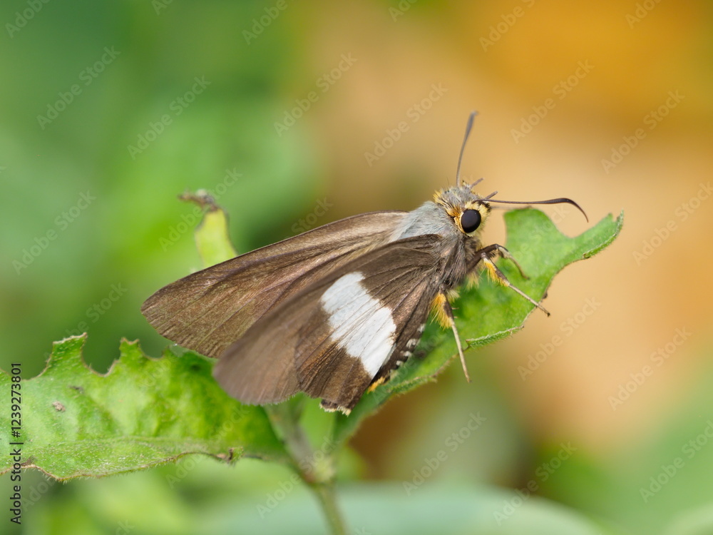 Brown and white butterfly in Principe Brown and white butterfly in Principe