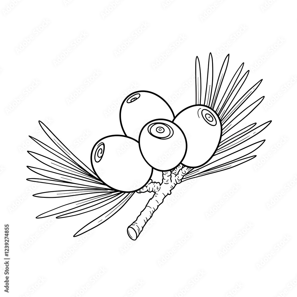 Fototapeta premium branch with pine nuts sketch