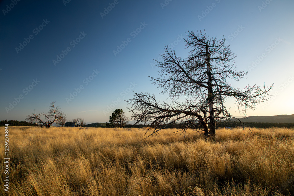 Stunning mountain landscape with beautiful trees, green grass, and rocky terrain during a breathtaking sunset, showcasing nature's beauty and vibrant colors in a tranquil outdoor setting