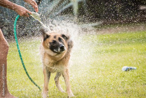 dog shaking off the water after a cool bath, animal care