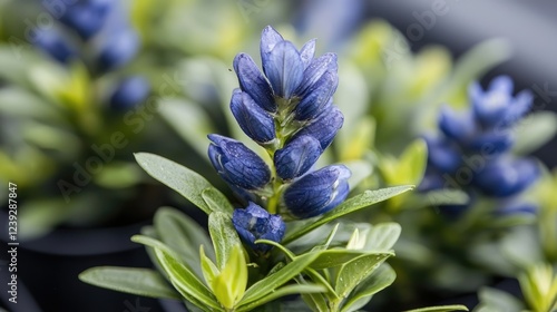 Blue lupine flowers in garden close-up photo