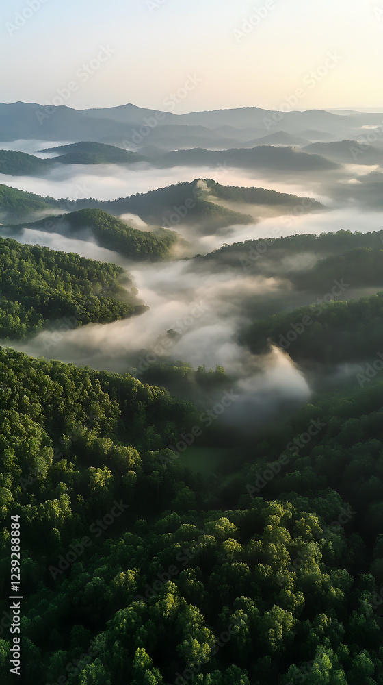 Aerial View of Misty Forest Valley with Enveloping Fog Aerial View of Misty Forest Valley with Enveloping Fog