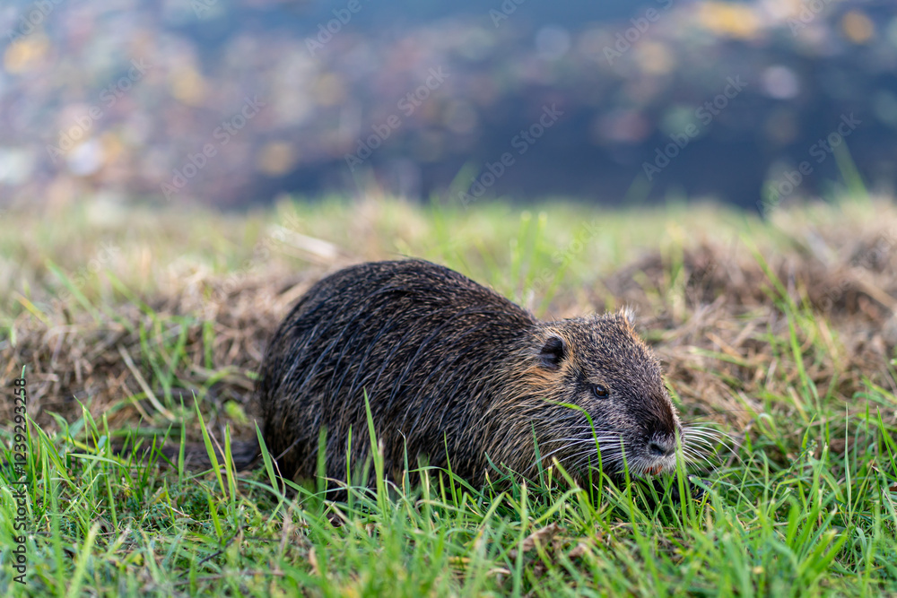 A brown nutria enjoys a peaceful afternoon foraging for food in a vibrant green grassy field. A brown nutria enjoys a peaceful afternoon foraging for food in a vibrant green grassy field.