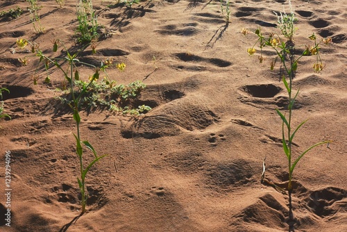 Namib Lilien (Hexacyrtis dickiana) im Wüstensand beim Dead Vlei im Namib Naukluft Park. photo