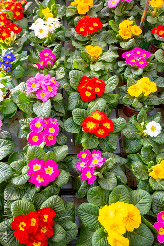 Wallpaper Mural Garden works in spring, multicolored primula flowers close up Torontodigital.ca