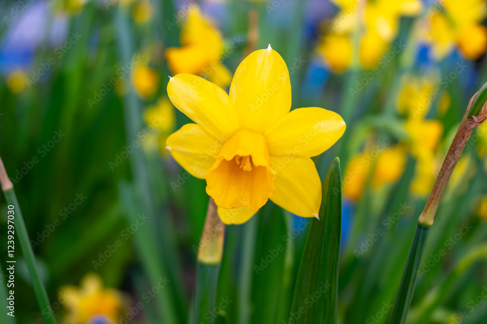 Blossoming of spring yellow daffodils flowers in park, spring season Blossoming of spring yellow daffodils flowers in park, spring season