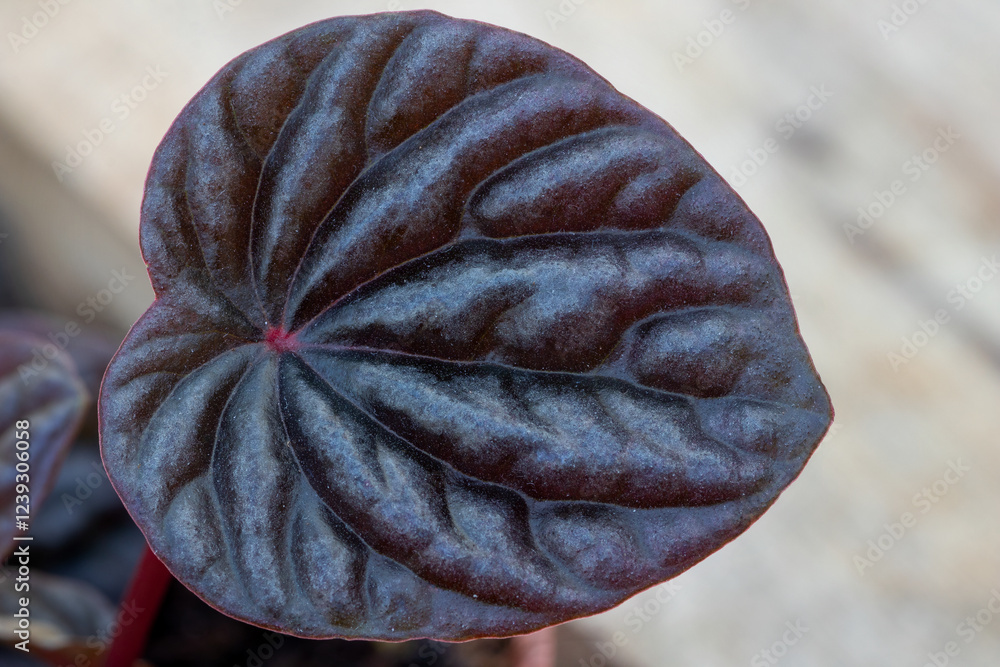 Black leaf peperomia Caperata (Peperomia caperata 'Red Luna')