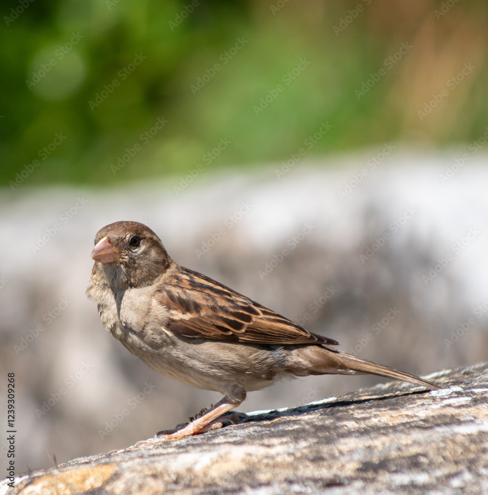 tel un oiseau posé sur un pont tel un oiseau posé sur un pont