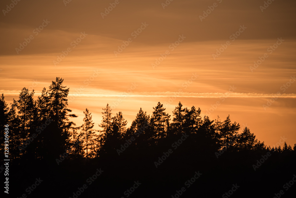Obraz premium Sunset coloured sky behind a silhouette of a coniferous tree in the forests of Finland