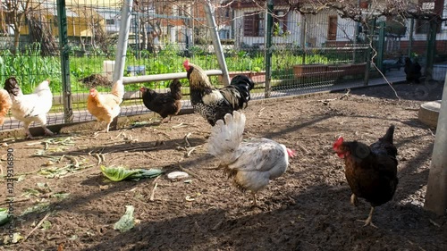 rooster and chicken