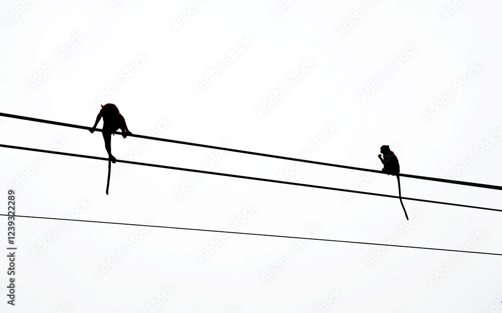 Monkeys on the wires against the sky background Monkeys on the wires against the sky background